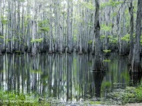 image of swamp