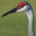 image of bird