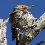 image of bird