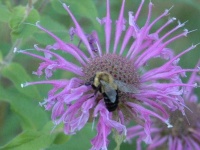image of flower