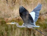 image of heron