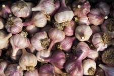 image of garlic #19