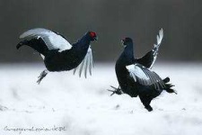 image of black_grouse #9