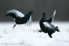image of black_grouse