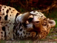 image of jaguar_car