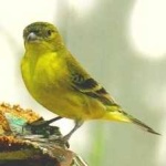image of bird