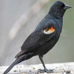 image of bird