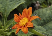image of flower