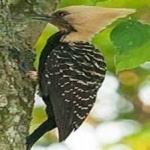 image of bird