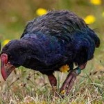 image of bird