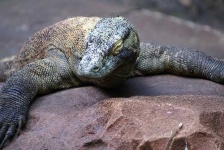 image of komodo_dragon