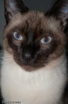 image of siamese #3