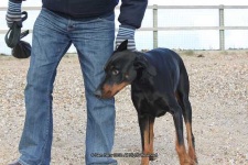 image of doberman