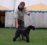 image of kerry_blue_terrier