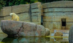 image of animal