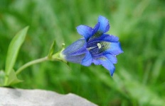image of flower