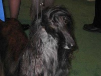 image of afghan_hound #6