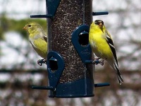image of goldfinch