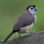 image of bird