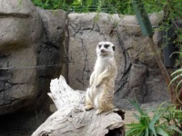image of meerkat