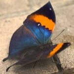 image of orange_butterfly #28