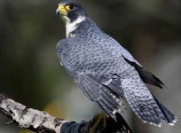 image of falcon