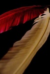 image of quill