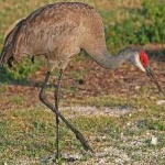 image of bird