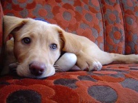 image of labrador_retriever