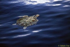 image of loggerhead