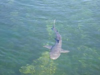 image of tiger_shark