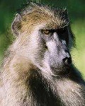 image of baboon
