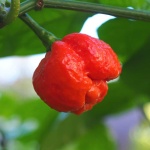 image of fruit_and_vegetable
