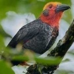 image of bird