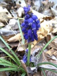 image of grape_hyacinth #35