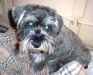 image of miniature_schnauzer