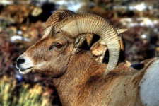 image of bighorn