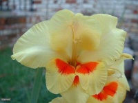 image of flower