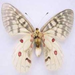 image of animal
