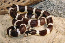 image of night_snake