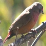 image of bird
