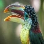 image of bird