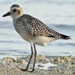 image of bird