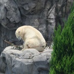 image of ice_bear