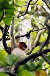 image of proboscis_monkey