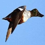 image of northern_shoveler #18