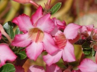 image of flower