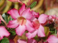 image of desert_rose #47