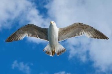 image of seagull