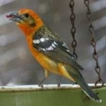 image of bird